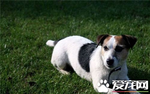 杰克罗素梗打猎好吗 杰克罗素梗适合追踪猎物