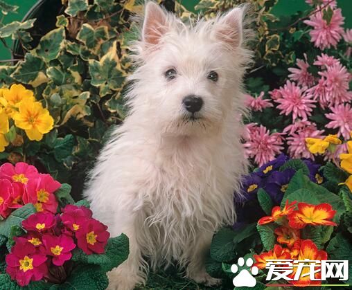 西高地白梗食量 不同时期的狗狗食量是不同的