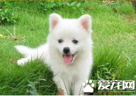 小银狐犬的价格 血统好的幼犬价格会同比增高500元