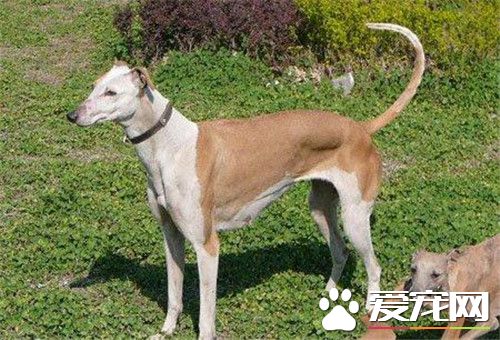 惠比特幼犬喂什么吃 断奶前后分别喂什么