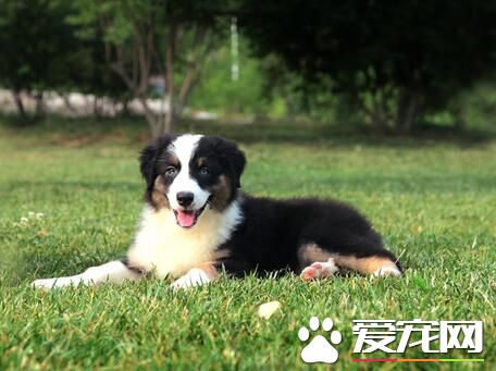 小型澳洲牧羊犬的价格 价格大约为1000-30000元
