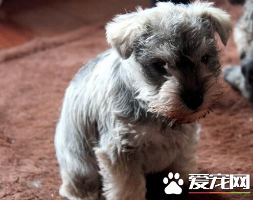 雪纳瑞要怎么养 含碳水化合物的狗粮可多喂一些