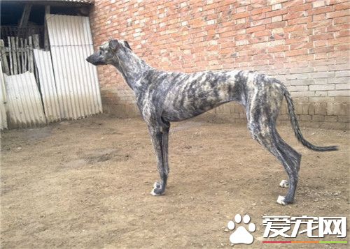 惠比特怎么训练回叼 完成了某一个动作就要多表扬