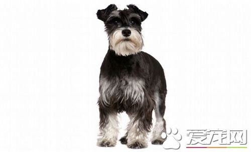 雪纳瑞智商排名 智商排行榜上排名第十二位