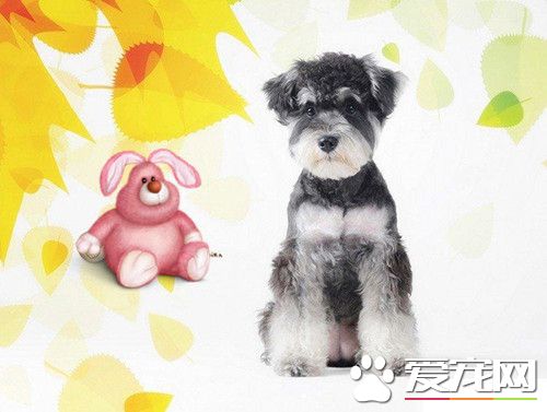 雪纳瑞训练大小便 训练在固定场所大小便