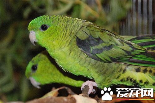 金刚鹦鹉幼鸟价格 五彩金刚鹦鹉价格可达六万