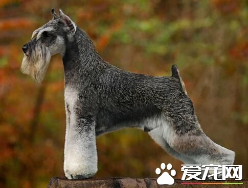 雪纳瑞幼犬多大打狂犬育苗 狗狗大概45天左右