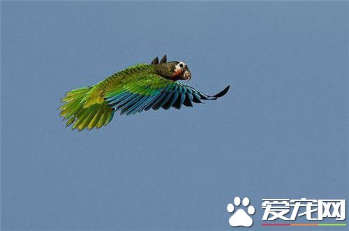 古巴亚马逊鹦鹉怎么样 古巴亚马逊鹦鹉外形特征
