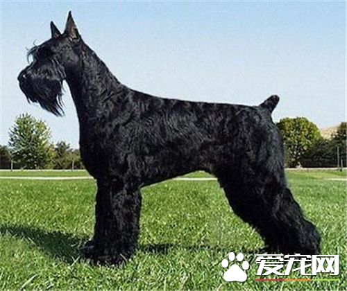 鉴别迷你雪纳瑞 十点挑选纯种雪纳瑞标准