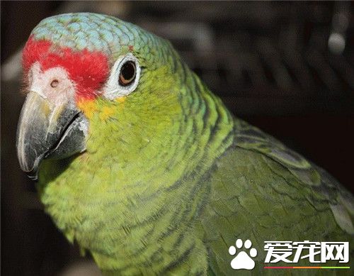 红额鹦鹉价格 不同地方其价格也有一定的差异