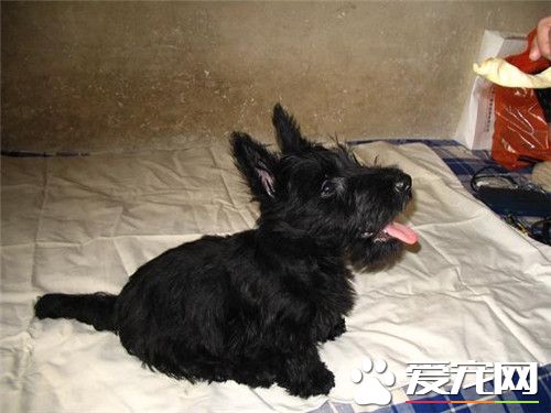 鉴别苏格兰梗品种 鉴别苏格兰梗品种的方法