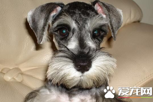 雪纳瑞幼犬多大打狂犬育苗 狗狗大概45天左右