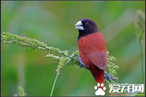 栗腹文鸟价格 价格大概在100到200元之间