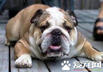 养英国斗牛犬的缺点 重点相当分散使得外貌丑陋