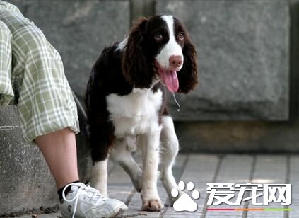 养史宾格犬的人很少吗 史宾格犬的具体价格