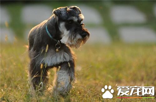 雪纳瑞要怎么养 含碳水化合物的狗粮可多喂一些