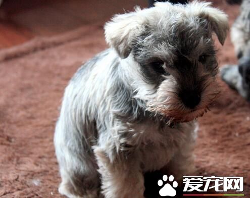 雪纳瑞训练方法 最好的办法是经常夸奖和抚摸