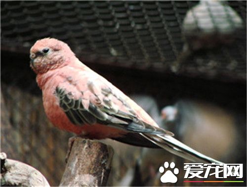 伯克氏鹦鹉价格 价格大约都在1500左右