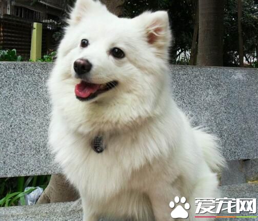 小银狐犬的价格 血统好的幼犬价格会同比增高500元