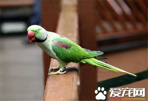 巴塔哥尼亚锥尾鹦鹉怎么样 受人们欢迎的品种之一