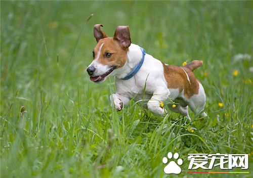 杰克罗素梗打猎好吗 杰克罗素梗适合追踪猎物