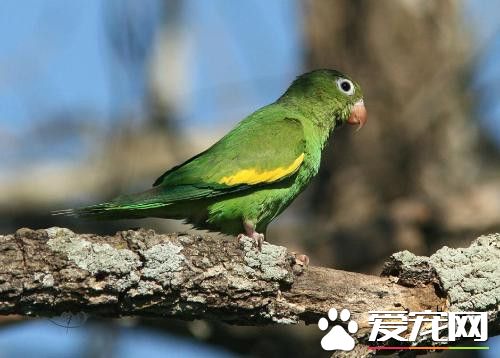 黄翅鹦鹉价格 野生较常见所以价格不是很明确