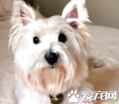 西高地白梗的肠胃问题 西高地白梗是不能吃酸的