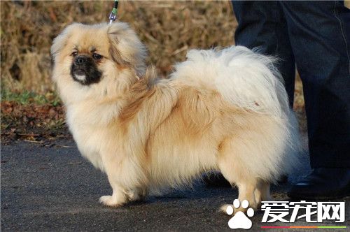 家庭犬西藏猎犬多少钱一只 价格大约500-3000元