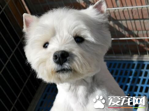 西高地白梗老实吗 西高地白梗是较为老实的