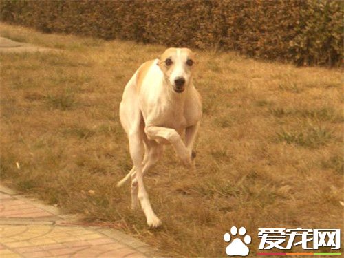 惠比特幼犬能喂肉吗 偶尔喂一点肉是可以的