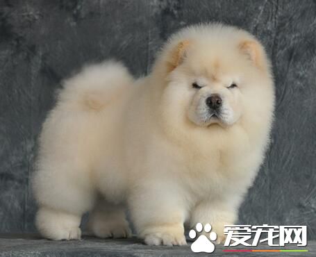 小型松狮犬在哪里买 可以在当地的宠物店选购