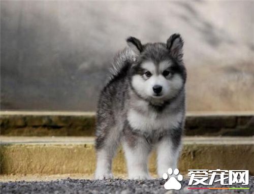 养阿拉斯加雪橇犬注意 对环境的要求很高