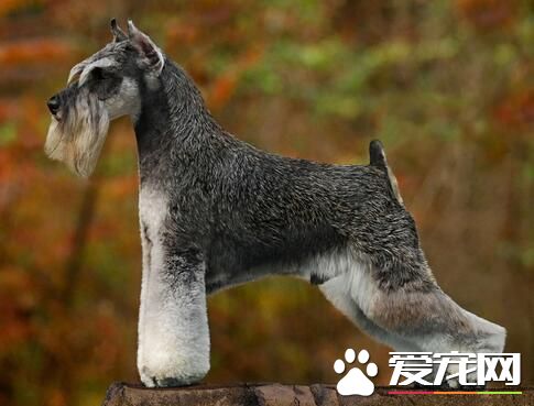 雪纳瑞智商排名 智商排行榜上排名第十二位