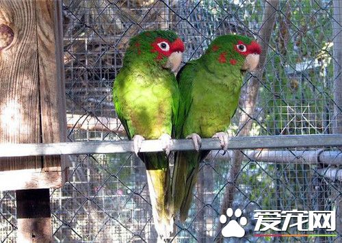 红面具锥尾鹦鹉价格 价格一般在1000元左右