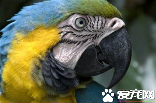 金刚鹦鹉幼鸟价格 五彩金刚鹦鹉价格可达六万