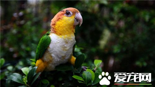 白腹凯克鹦鹉多少钱 价钱普遍比较高