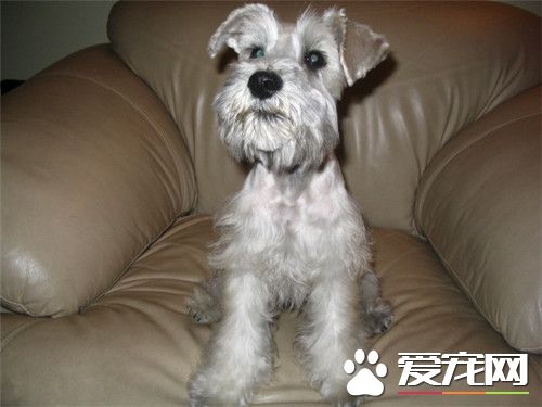 鉴别迷你雪纳瑞 十点挑选纯种雪纳瑞标准