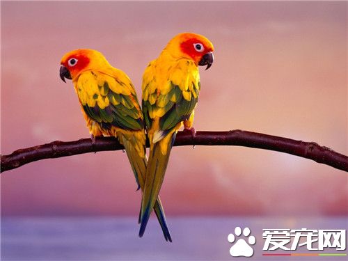 南达锥尾鹦鹉价格 一般花1500-2000元就能买到