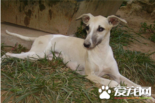 惠比特幼犬喂什么吃 断奶前后分别喂什么