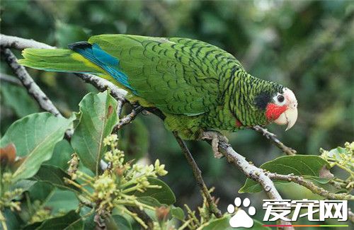古巴亚马逊鹦鹉怎么样 古巴亚马逊鹦鹉外形特征