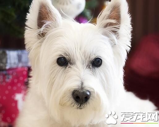 西高地白梗犬容易得病吗 怎么检查狗狗健康状态