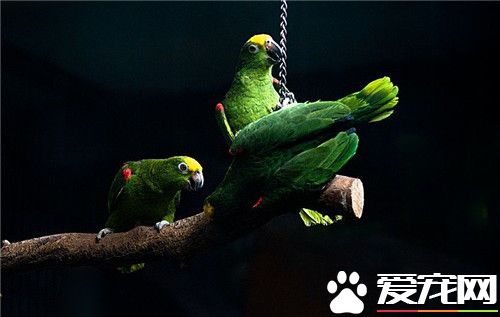 黄额鹦鹉价格 价格在800-1500元的范围内