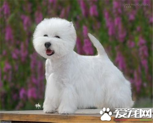 西高地白梗是哪个国家 来自苏格兰西部的狗狗