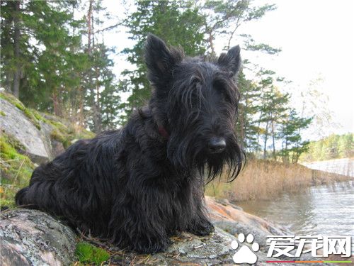 鉴别苏格兰梗品种 鉴别苏格兰梗品种的方法