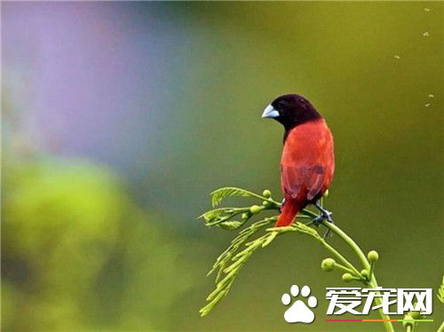 栗腹文鸟价格 价格大概在100到200元之间