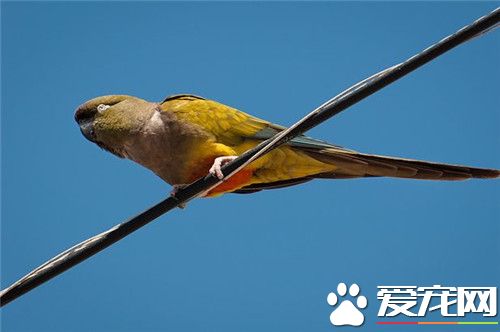 巴塔哥尼亚锥尾鹦鹉怎么样 受人们欢迎的品种之一