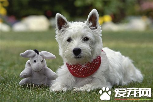 西高地白梗老实吗 西高地白梗是较为老实的