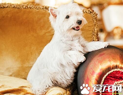 西高地白梗的肠胃问题 西高地白梗是不能吃酸的