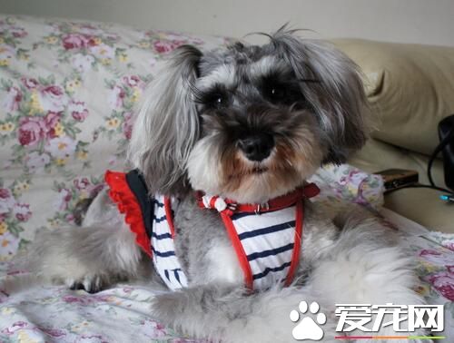 雪纳瑞幼犬多大加食物 三月龄时可以加食物