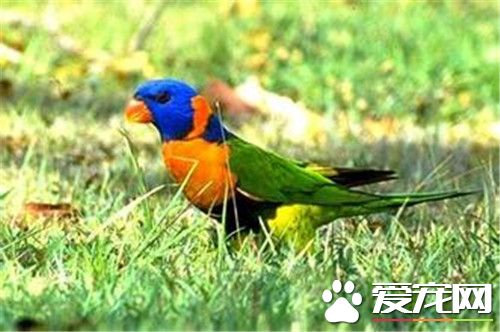 巴塔哥尼亚锥尾鹦鹉怎么样 受人们欢迎的品种之一